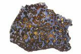 Polished Sericho Pallasite Meteorite ( g) Slice - Kenya #305727-1